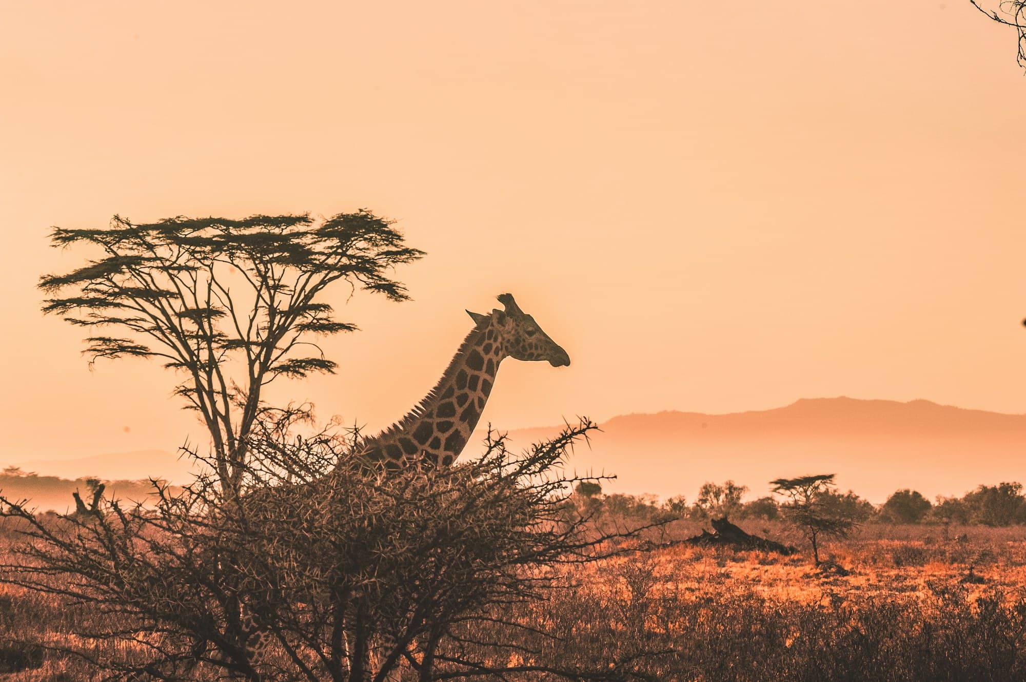 Giraffe silhouetted against a golden sunset beside an acacia tree