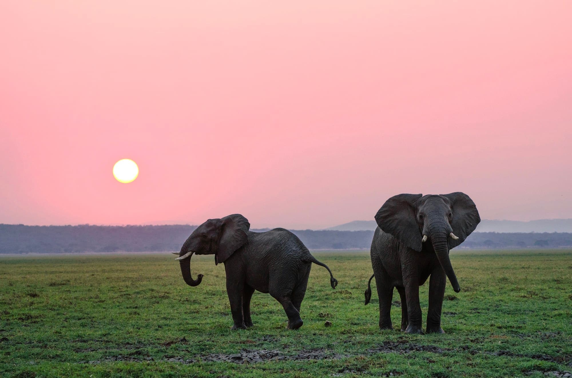 Two elephants together beneath a soft pink dusk sky