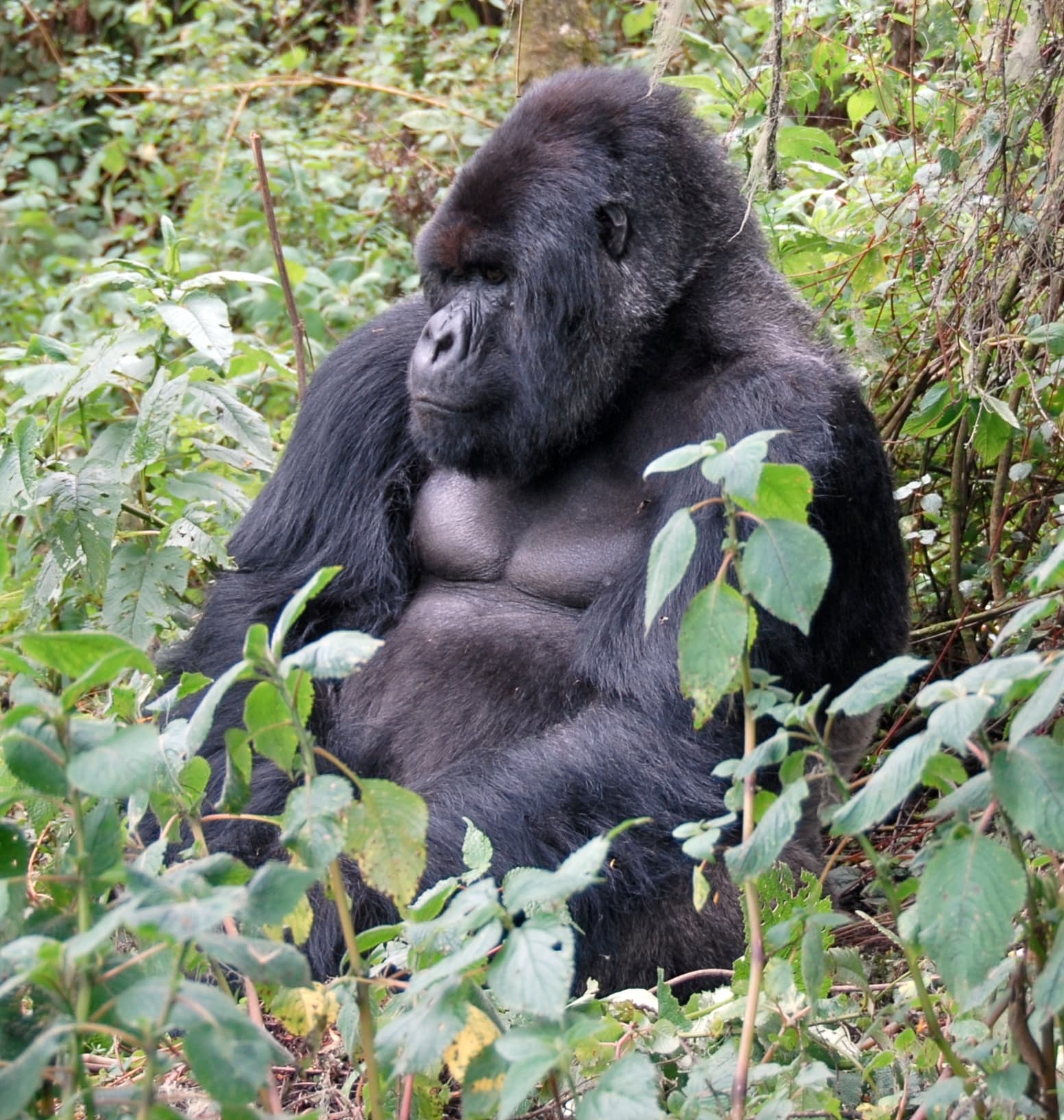 Mountain gorilla silverback of the Susa group resting in dense green foliage, Rwanda
