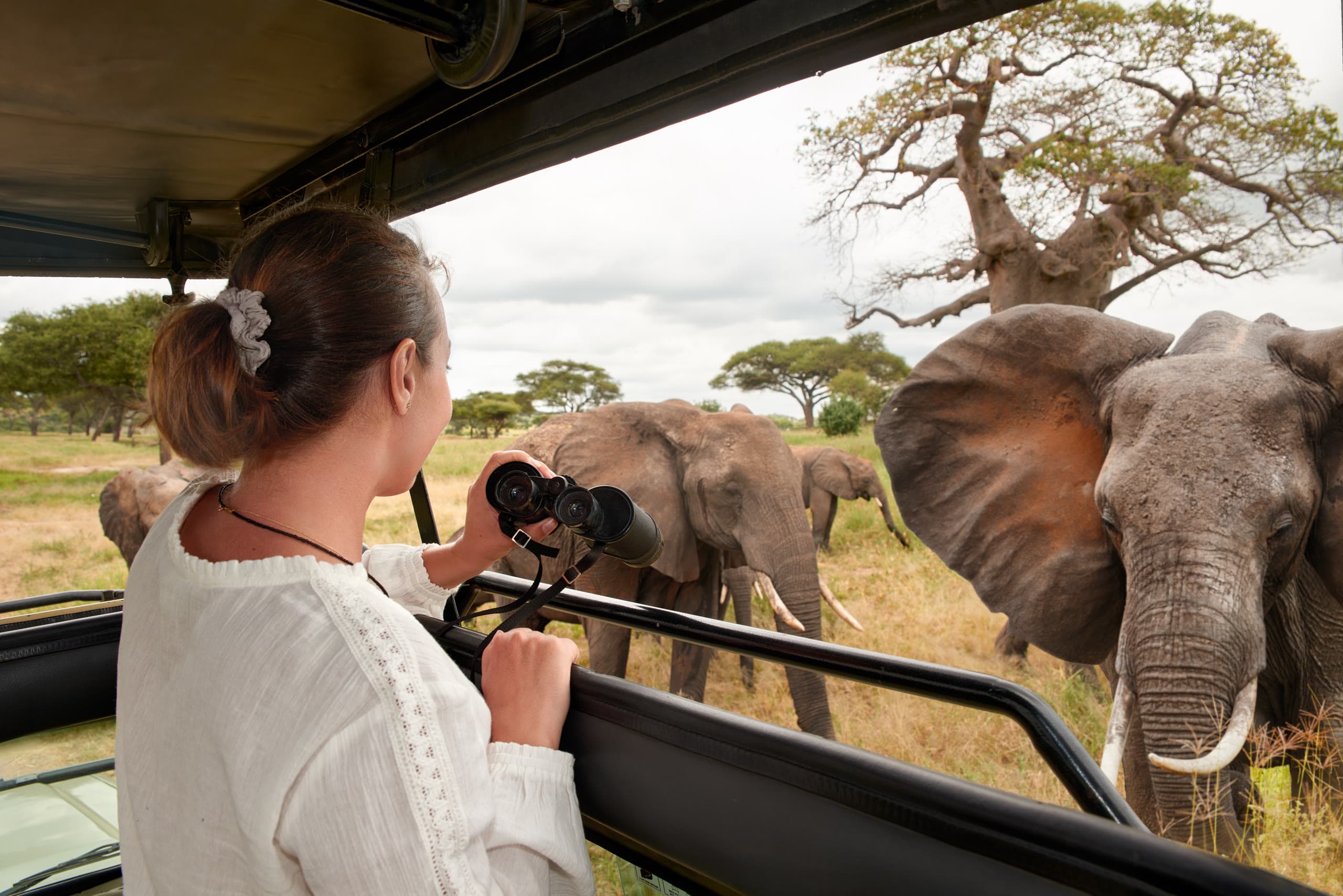 A traveler watching elephants through binoculars from a safari vehicle at golden hour