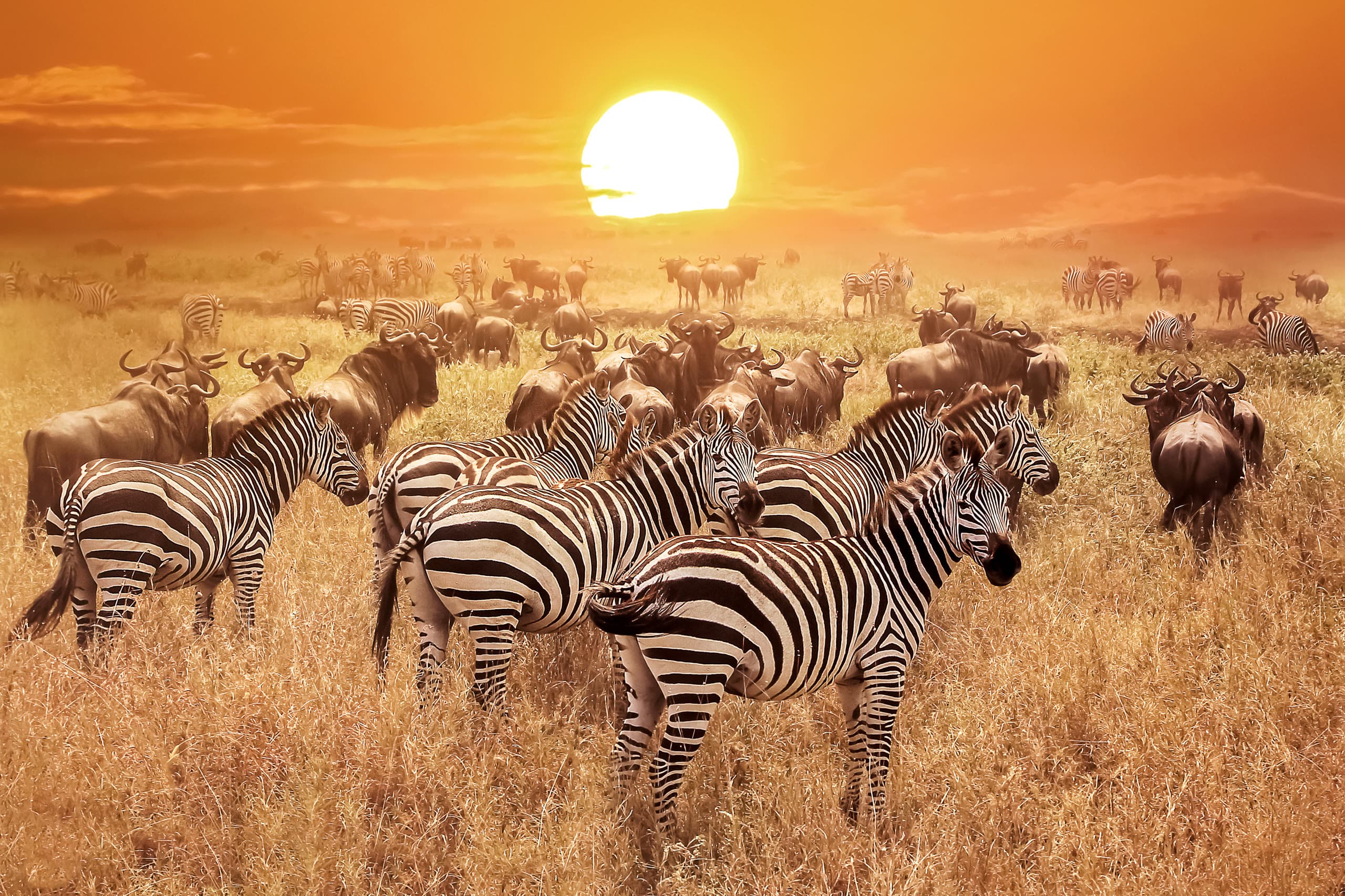 Zebra and wildebeest herds grazing at golden sunset during the Great Migration